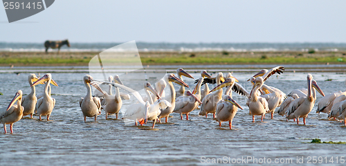 Image of flock of pelicans standing in the water