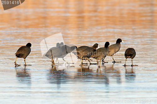 Image of coots flock on icy lake