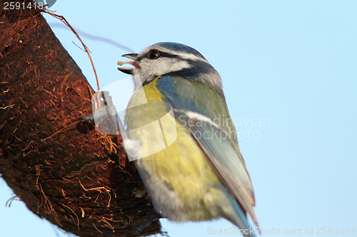 Image of blue tit eating lard