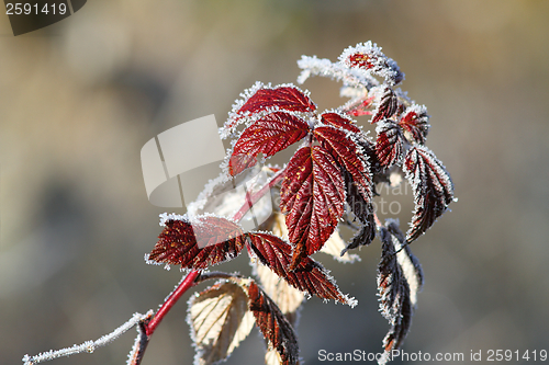 Image of raspberry leaves covered with rime
