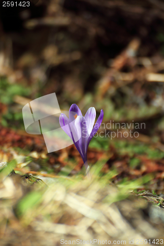 Image of wild spring mountain flower