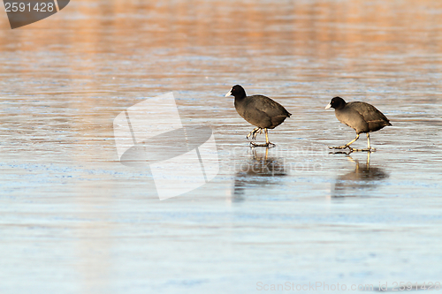 Image of two birds on ice