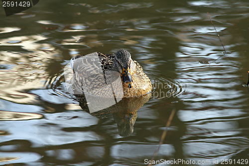 Image of female mallard duck on water