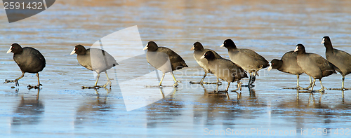 Image of coots following the leader
