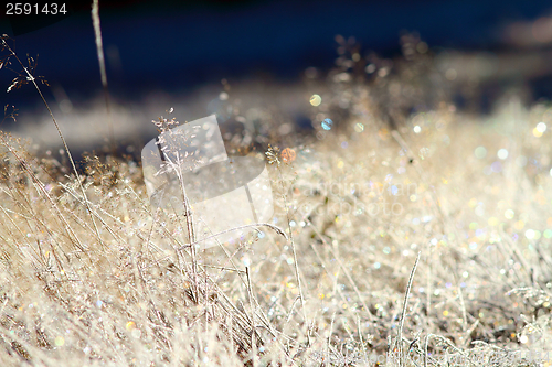 Image of wild meadow on winter morning