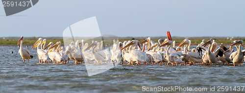 Image of great pelicans colony