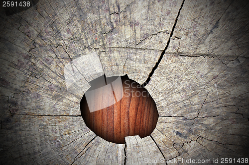 Image of heart of a tree stump