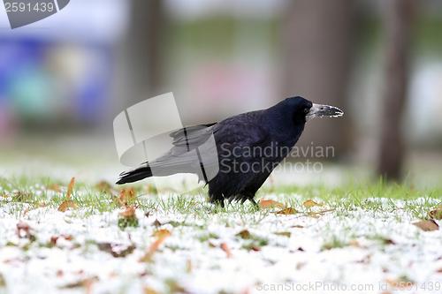 Image of crow foraging for food in the park
