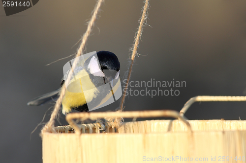 Image of great tit looking for food