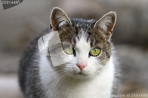 Image of curious cat head closeup