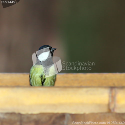 Image of great tit at feeder