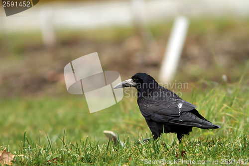 Image of black crow in the field