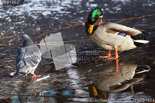 Image of male mallard duck and pigeon