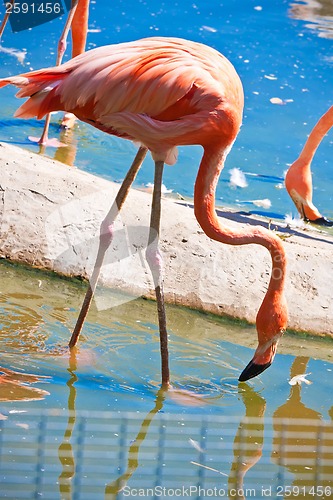 Image of Flamingo