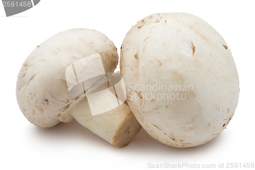 Image of Champignon mushrooms