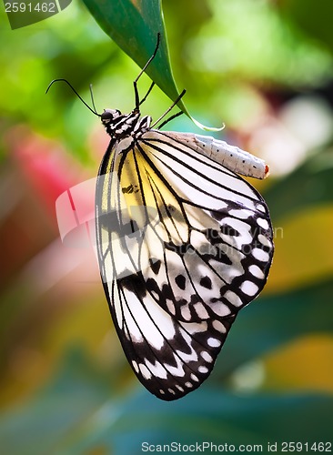 Image of Butterfly