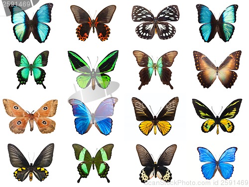 Image of Tropical butterflies