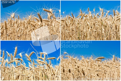 Image of Wheat field