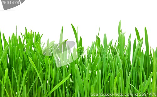 Image of Green grass