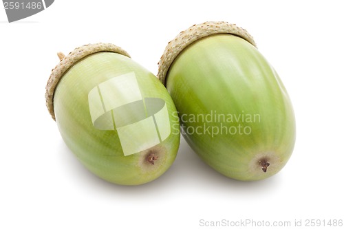 Image of Acorn