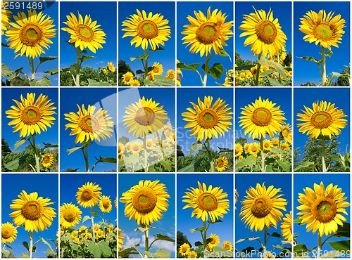 Image of Sunflowers