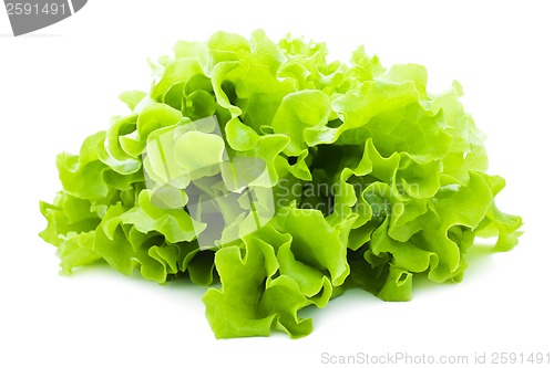 Image of Lettuce