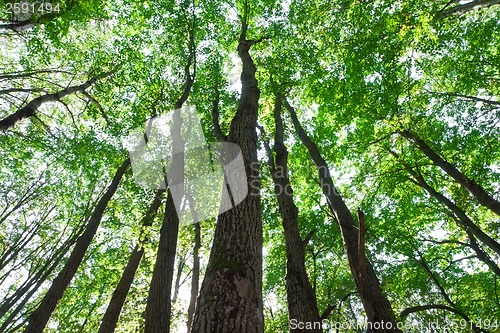 Image of Green forest