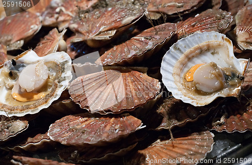 Image of scallop shells