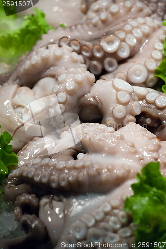 Image of octopus