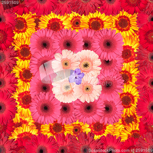 Image of Seamless Pattern from Vibrant Gerbera Flowers