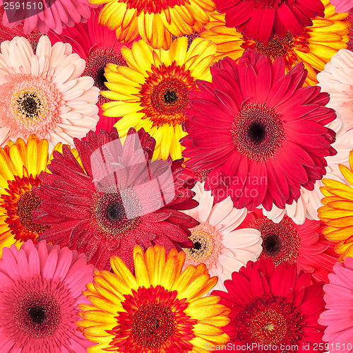 Image of Seamless Pattern from Vibrant Gerbera Flowers