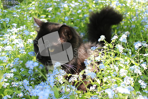 Image of black cat in the bush of foget-me-not