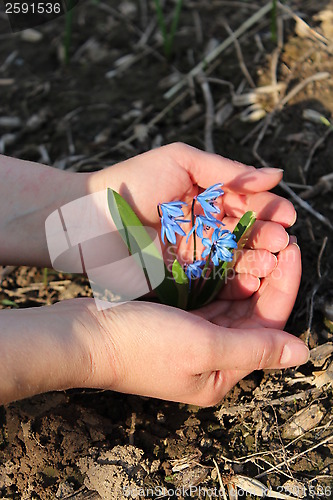Image of snowdrops in the human hands