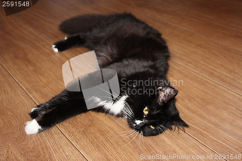 Image of black cat lying on the floor