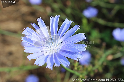 Image of blue flower of Cichorium