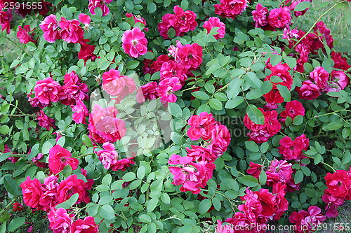 Image of beautiful flower of red rose