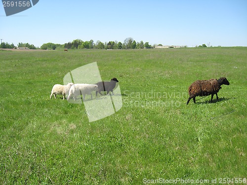 Image of Sheep grazing on a grass