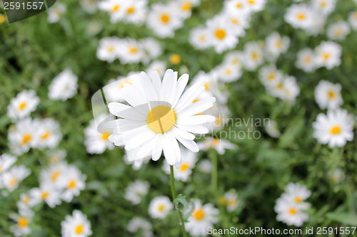 Image of flower-bed of white beautiful chamomiles