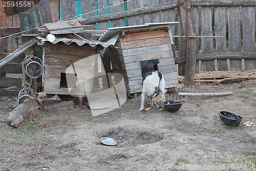 Image of dogs on the chains eating near the kennels