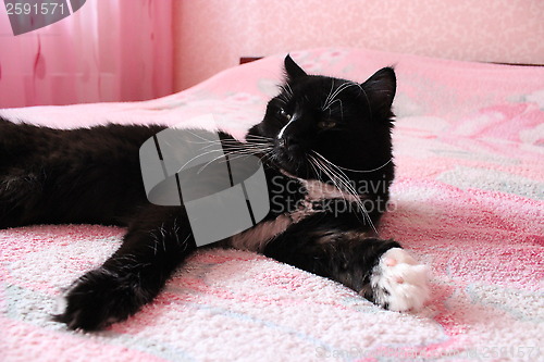 Image of black cat lying prone on the matrimonial bed