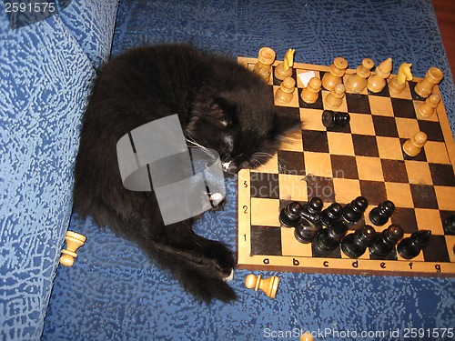 Image of tired cat sleeps on chess