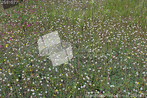 Image of ripe dandelions on the green grass