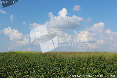 Image of summer landscape with field and white clouds