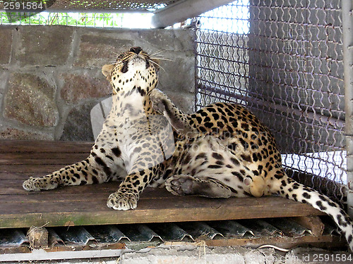 Image of leopard scratching himself