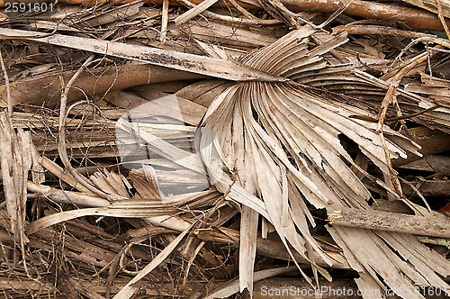 Image of large stack of dried fronds and twigs