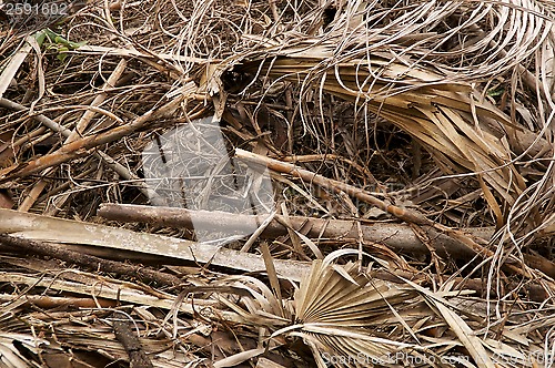 Image of large stack of dried leaves and twigs