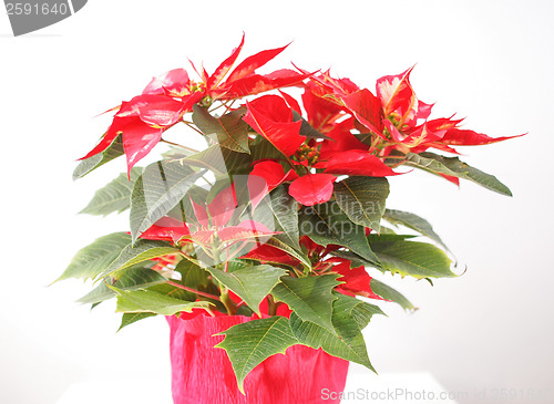 Image of Poinsettia