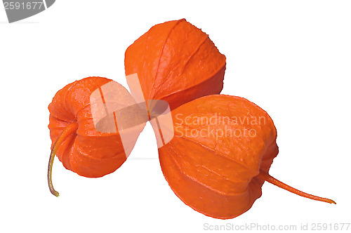 Image of Physalis.