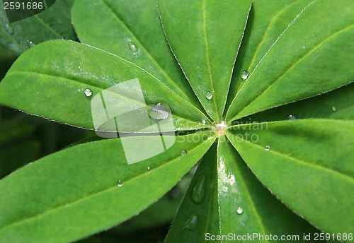 Image of Leaf with raindrops