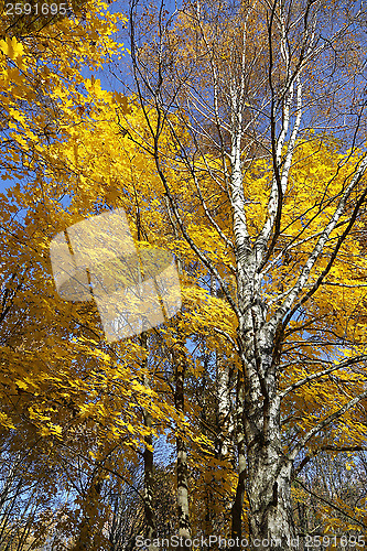 Image of Beautiful autumn trees